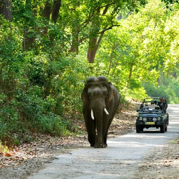 Gujarat – Wildlife Safari in Gir National Park